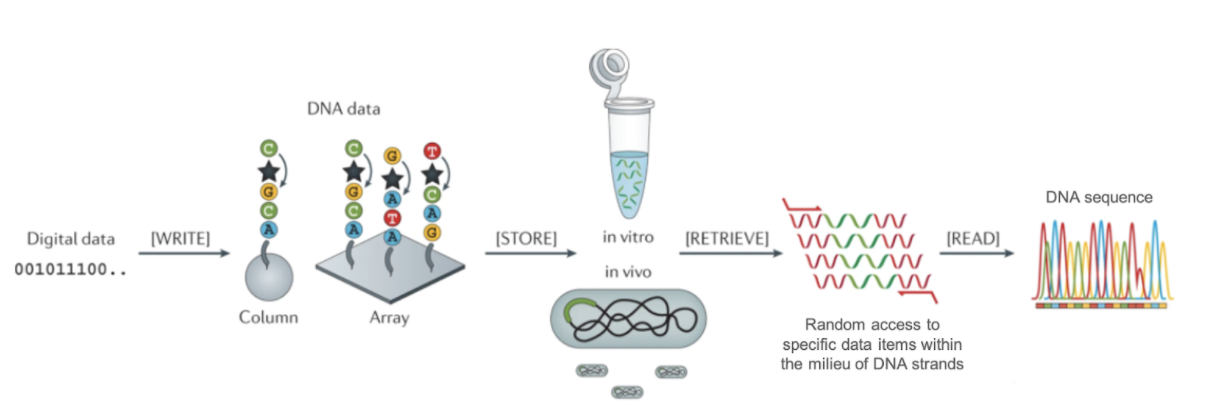 Dna For Data Storage And Retrieval Federation Of American Scientists 