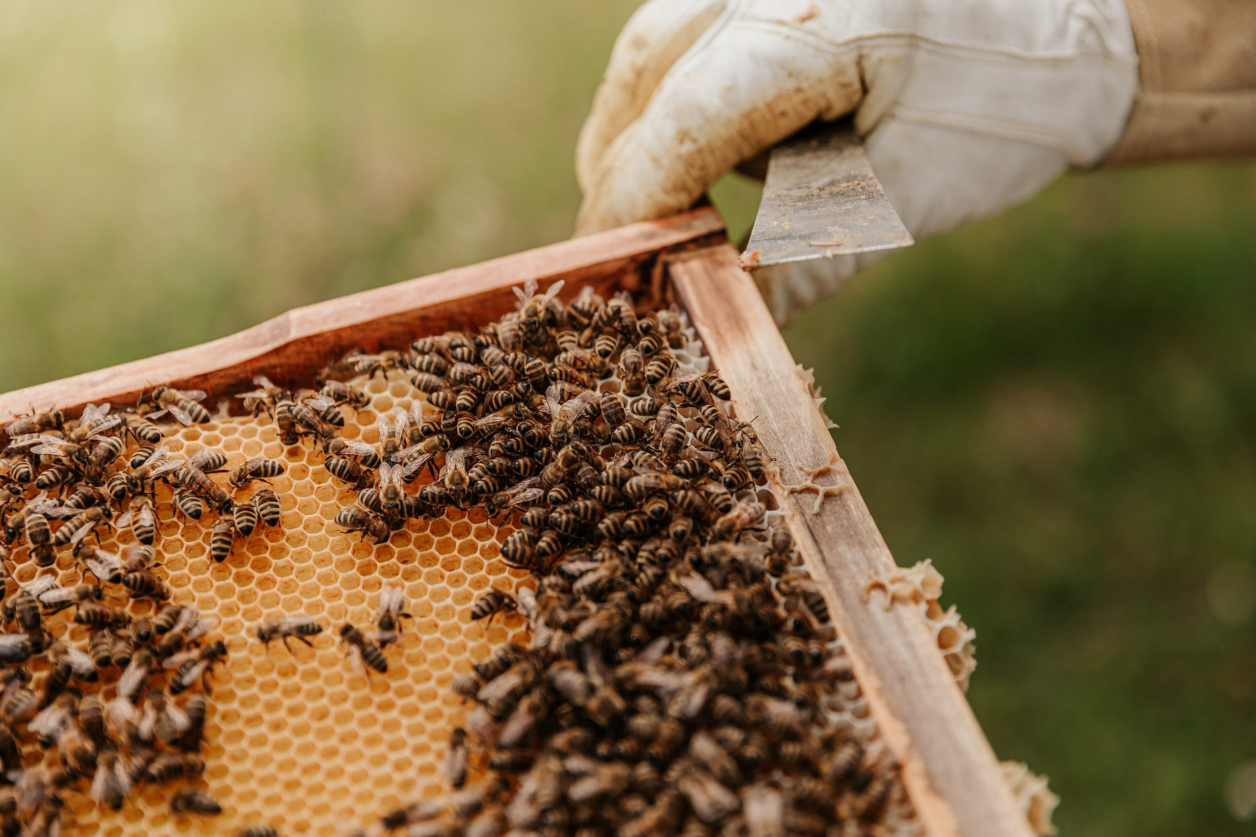 HONEY COMB Bee Healthy!