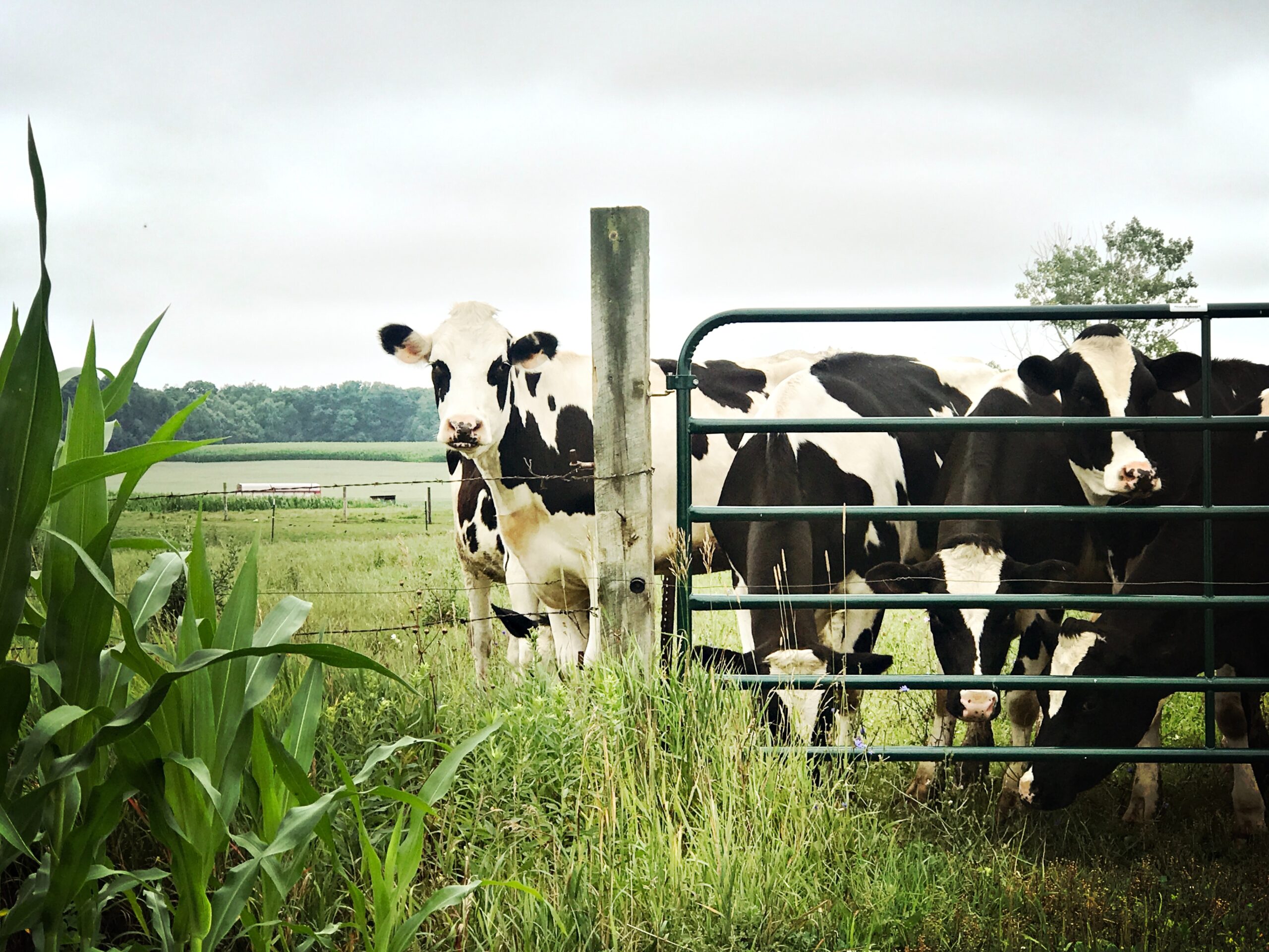 Major US project: Better cow breeding for feed efficiency - Dairy Global