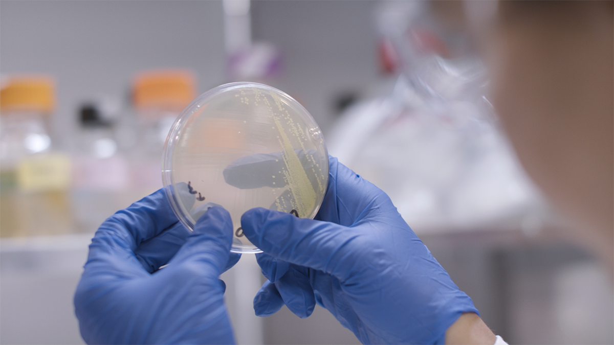 Gloved hands holding petri dish showing light green bacterial striations.