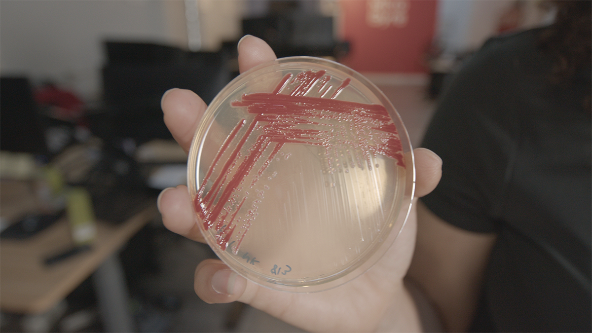 Hand holding petri dish with bacterial striations.
