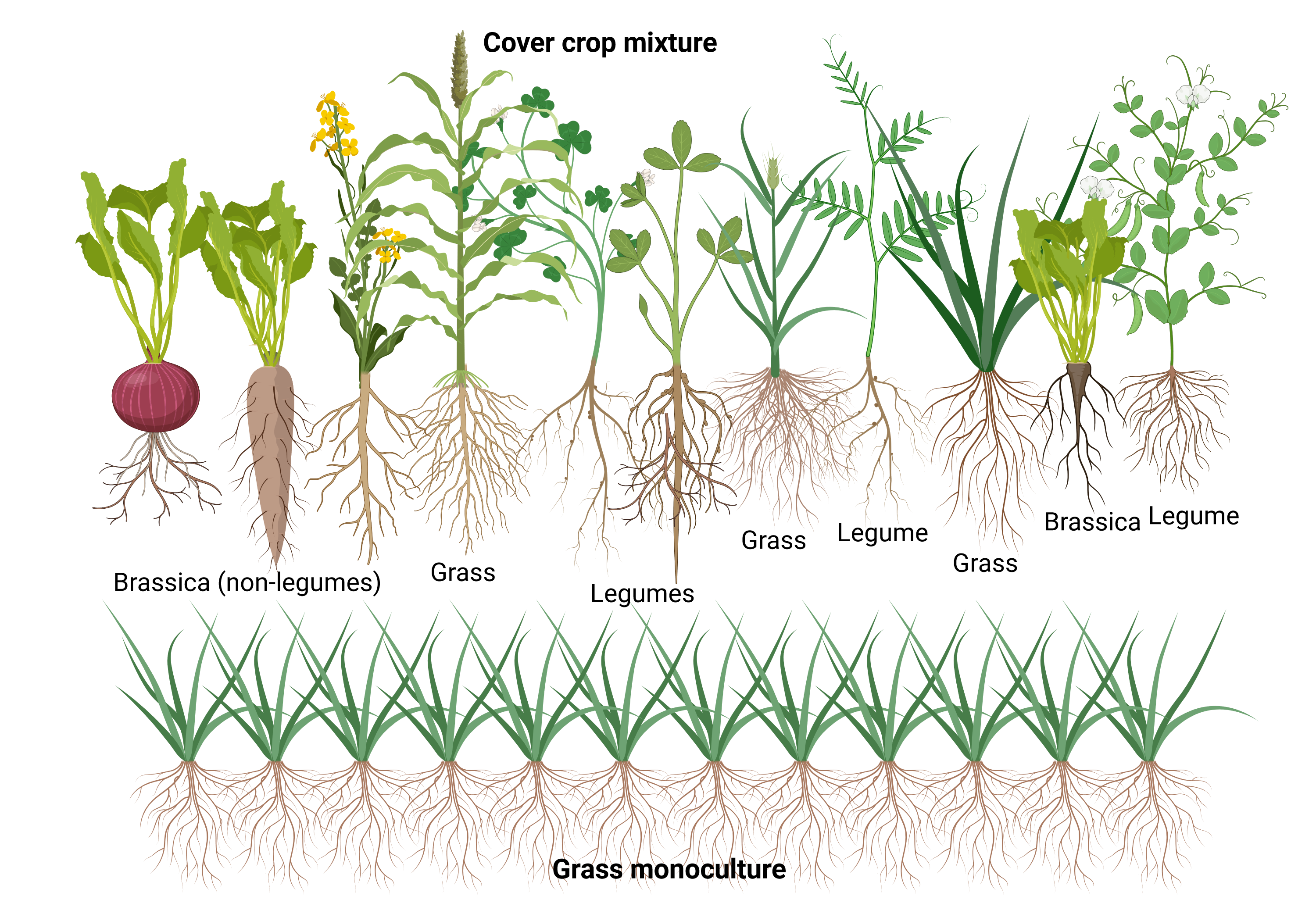 what is soil science in agriculture essay